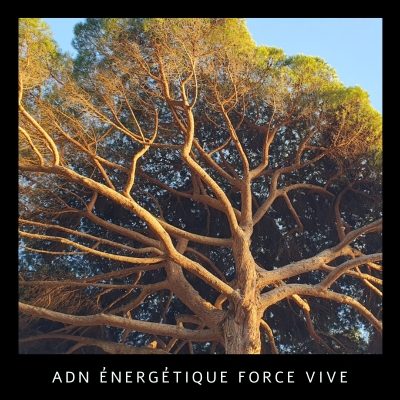 ADN énergétique, QI Force Vive, BaZi